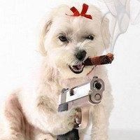 :hi: avatare cu animale